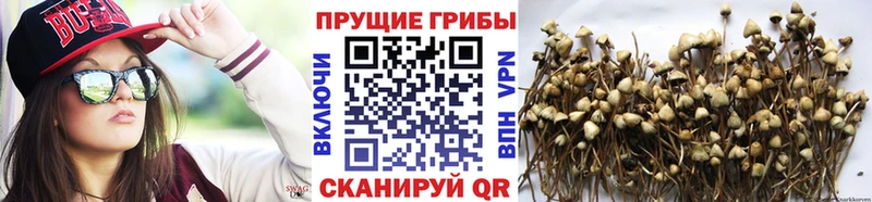 Галлюциногенные грибы мухоморы МЕГА маркетплейс Дубовка дарнет шоп